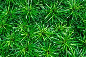 Closeup of green leaves texture background. Green leaves with beautiful pattern in jungle for organic concept. Natural plant in tropic garden. Nature background. Small green leaf in bush background. photo