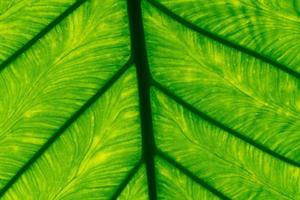 Macro shot detail of green leaf texture background. Pattern line of fresh green leaf. Abstract green texture. Background for organic concept. Natural pattern of leaves. Photosynthesis and chlorophyll. photo