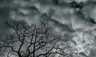 Silhouette dead tree and branch on grey sky background. Black branches of tree. Nature texture background. Art background for sad, dead, lonely, hopeless, and despair. Halloween day background. photo