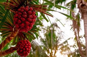 árbol pandanus tectorius con fruta hala madura sobre fondo borroso de cocotero en playa tropical con luz solar. rama de pino tornillo tahitiano y frutos rojos en la playa de la costa. ambiente de playa limpia. foto