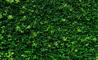 Closeup evergreen hedge plants. Small green leaves in hedge wall texture background. Eco evergreen hedge wall. Ornamental plant in backyard garden. Many leaves reduce dust in air. Natural backdrop. photo