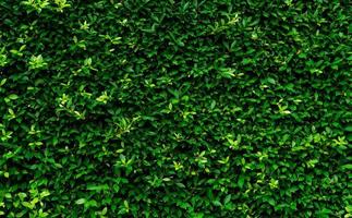 plantas de cobertura de hoja perenne de primer plano. pequeñas hojas verdes en el fondo de textura de pared de cobertura. pared de seto de hoja perenne ecológica. planta ornamental en el jardín del patio trasero. muchas hojas reducen el polvo en el aire. telón de fondo natural. foto