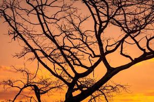 silueta árbol sin hojas y cielo al atardecer. árbol muerto sobre fondo dorado del cielo del atardecer. escena pacífica y tranquila. hermoso patrón de rama. fondo abstracto pacífico y tranquilo. belleza en la naturaleza. foto