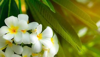 Frangipani flower Plumeria alba with green leaves on blurred background. White flowers with yellow at center. Health and spa background. Summer spa concept. Relax emotion. photo