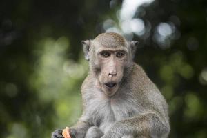 retrato de mono sentado y masticando comida en el fondo verde del bosque. mono macaco con pelaje marrón. foto