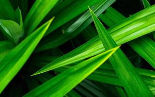 fondo de textura de hojas de pandan de primer plano. hojas verdes con un hermoso patrón en la jungla por concepto orgánico. planta natural en jardín tropical. fondo de la naturaleza. hoja aromática de pandanus. foto