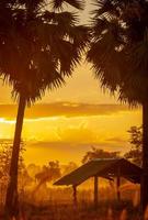 enfoque selectivo en la vieja cabaña en el bosque cerca de la palmera de azúcar en la mañana. cielo dorado del amanecer y palmera de azúcar de silueta y cabaña en las zonas rurales. vista del país brillo del amanecer con color amarillo y naranja. foto