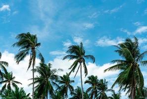 Coconut palm tree with blue sky and clouds. Palm plantation. Coconut farm. Wind slow blowing green leaves of coconut palm tree. Tropical tree with summer sky and clouds. Summer beach tree. photo