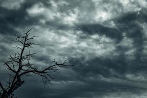 silueta árbol muerto y rama sobre fondo de cielo gris. ramas negras de árbol. fondo de textura de la naturaleza. fondo de arte para triste, muerto, solitario, desesperado y desesperado. fondo del día de halloween. foto