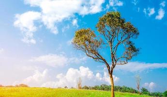 Green tree with beautiful branches pattern on hill and green grass field with white flowers and blue sky and white cumulus clouds as background on beautiful sunshine day. Nature composition. photo