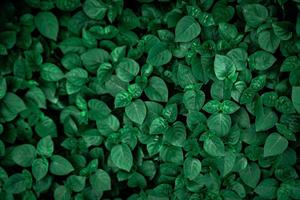 Dense dark green leaves in the garden. Emerald green leaf texture. Nature abstract background. Tropical forest. Above view of dark green leaves with natural pattern. Tropical plant wallpaper. Greenery photo