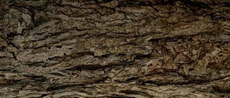 Closeup texture of old tree bark. Pattern of natural tree bark abstract background. Rough texture surface of tree trunk. Weathered natural wood skin. Dirt skin of wooden. Detail of brown tree bark. photo