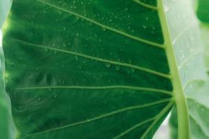 Closeup green leaf with rain drop texture background. Elephant ear leaf with parallel venation line and water drops. Botanical garden. Greenery wallpaper for spa or mental health and mind therapy. photo