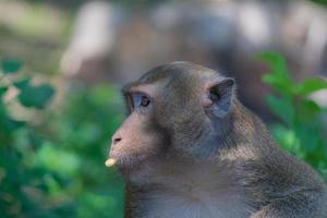 Monkey eating banana turned to look for a friend. Cute animal. photo