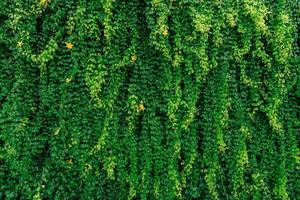 Green vine eco wall. Green creeping plant with wet leaves climbing on wall after rain. Green leaves texture background. Green leaves of ivy with raindrops. Sustainable building. Close to nature. photo