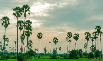 palmera de azúcar y campo de arroz en tailandia con un hermoso cielo al atardecer. hermoso patrón de árbol de parm de azúcar. Granja de arroz verde en verano. paisaje de campo de arroz rural. plantación de arroz en el campo.