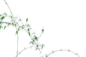 Green bamboo leaves and branches with beautiful pattern isolated on white background with copy space. Natural and organic abstract background for morals and peaceful concept photo