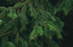 Green pine tree leaves and branches on dark background in the forest. Nature abstract background. Green needle pine tree. Christmas pine tree wallpaper. Fir tree branch. Beautiful pattern of pine twig photo