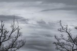 silueta árbol muerto y rama sobre fondo de cielo gris. ramas negras de árbol. fondo de textura de la naturaleza. antecedentes artísticos para tristeza, muerte, soledad, desesperanza y desesperación. fondo del día de halloween