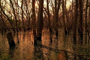 Flood forest and dead tree problems from climate change. Environmental topics background. Concept of save the earth from environmental crisis. Dead trees in flood area with sunset sky. Degraded forest photo