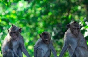 Monkey family sit in the forest. Monkey on green bokeh background of tree in national park or jungle. Family indifference on children. Couple life problem. Problem in marriage relationships concept.