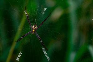 tiro macro de araña colgando de telaraña sobre fondo verde borroso. foto