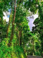 Bottom view of green tree in tropical forest with sunshine. Bottom view background of tree with green leaves and sun light in the the day. Tall tree in woods. Jungle in Thailand. Asian tropical forest photo