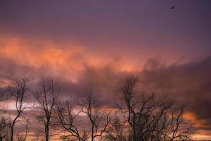 Silhouette leafless tree and sunset sky. Dead tree on dark sunset sky. Romantic and tranquil scene. Dead tree against purple sunset sky. Nature landscape. Peaceful and tranquil abstract background. photo