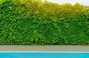 plantas de seto verde. pequeñas hojas verdes en la pared de setos en el estacionamiento de automóviles. Fondo de textura de pared de cobertura de hoja perenne ecológica. planta ornamental en el jardín. muchas hojas reducen el polvo y el co2 en el aire. foto