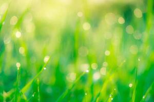 Blurred fresh green grass field in the early morning with morning dew. Water drop on tip of grass leaves in garden. Green grass with bokeh background in spring. Nature background. Clean environment. photo