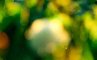 campo de hierba verde fresca borrosa temprano en la mañana. hierba verde con fondo bokeh en primavera. fondo de la naturaleza. Ambiente limpio. fondo abstracto verde bokeh con luz solar. foto