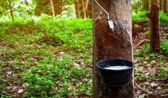 Rubber tree plantation. Rubber tapping in rubber tree garden in Thailand. Natural latex extracted from para rubber plant. Latex collect in plastic cup. Latex raw material. Hevea brasiliensis forest. photo