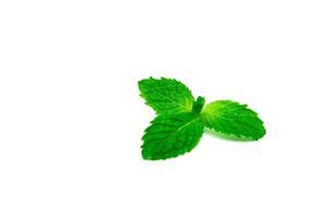 Kitchen mint leaf isolated on white background. Green peppermint natural source of menthol oil. Thai herb for food garnish. Herb for anti-flatulence and make confident fresh breath. photo