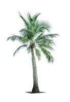 Coconut tree isolated on white background used for advertising decorative architecture. Summer and paradise beach concept. Tropical coconut tree isolated. Palm tree with green leaves in summer. photo