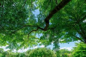 View from tree branch to green leaves of big tree in tropical forest with blue sky on sunny day. Fresh environment in the park. Green plant give oxygen in summer garden. Forest tree with small leaves. photo