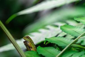 Oriental garden lizard, Eastern garden lizard, Changeable lizard Calotes mystaceus in the forest. Reptiles animal. Green and brown lizard. Chameleon on the branches in the forest. Animal wild life. photo