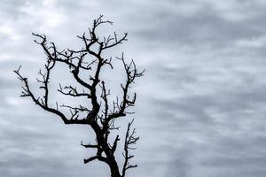 Silhouette dead tree on dark dramatic sky and white clouds background for death and peace. Halloween day background. Despair and hopeless concept. Sad of nature. Death and sad emotion background. photo