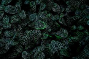 Green leaf texture on dark background. Close-up detail of indoor houseplant. Beauty house plant. Indoor plants. Green leaf for home decoration. Wallpaper for spa or mental health and mind therapy. photo