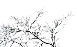 Dead tree and branch isolated on white background. Black branches of tree backdrop. Nature texture background. Tree branch for graphic design and decoration. Art on black and white scene. photo