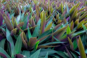 Oyster plant Tradescantia spathacea. Closeup green and purple leaves of herbal plant in herb garden on sunny day. Ornamental plant in the park. Herb plantation concept. Green leaves with sunlight. photo