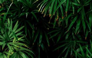 Selective focus on dark green leaves in the garden. Emerald green leaf texture. Nature abstract background. Tropical forest. Above view of dark green leaves with natural pattern. Tropical plant. photo