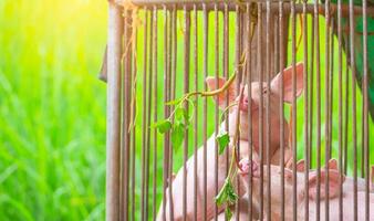 Little pig in farm. Small pink piglet. African swine fever and swine flu concept. Livestock farming. Pork meat industry. Healthy and cute pig in stall or barn. Mammal animal. Swine breeding. photo