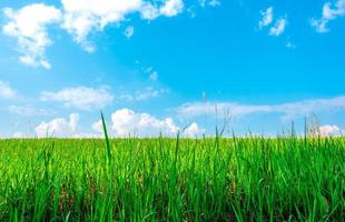 Beautiful green grass field on sunshine day with blue sky and white cumulus clouds.