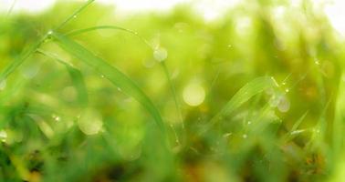 Blurred fresh green grass field with raindrops in early morning. Water drops on green grass leaves in garden. Green grass leaves with bokeh background and sunlight. Nature background. Rainy season. photo