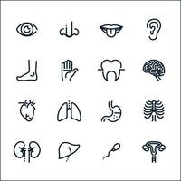 Human Anatomy icons with White Background vector