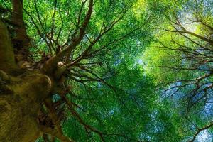 vista inferior del tronco del árbol a las hojas verdes de un gran árbol en el bosque tropical con luz solar. ambiente fresco en el parque. la planta verde da oxígeno en el jardín de verano. árbol forestal con hojas pequeñas en un día soleado. foto