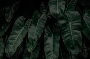 Dense dark green leaves in garden at night. Green leaf texture. Ornamental plant. Green leaves in forest. Botanical garden. Greenery wallpaper for spa or mental health. Nature abstract background. photo