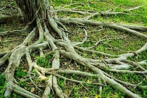 Prop root of banyan tree and green grass with natural sunlight photo