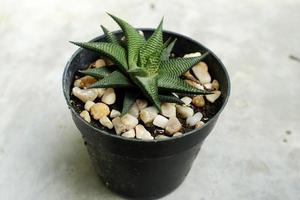 aloe vera plant in a pot photo