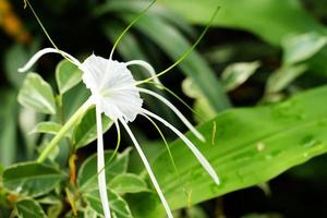 Selective focus of beach spider lily or hymenocallis speciosa photo